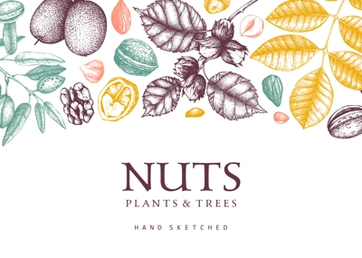Vector nuts background in color. Vintage nuts sketched frame. Healthy food backdrop with branches, plants, nutshells hand-drawings. Realistic botanical illustrations for packaging design